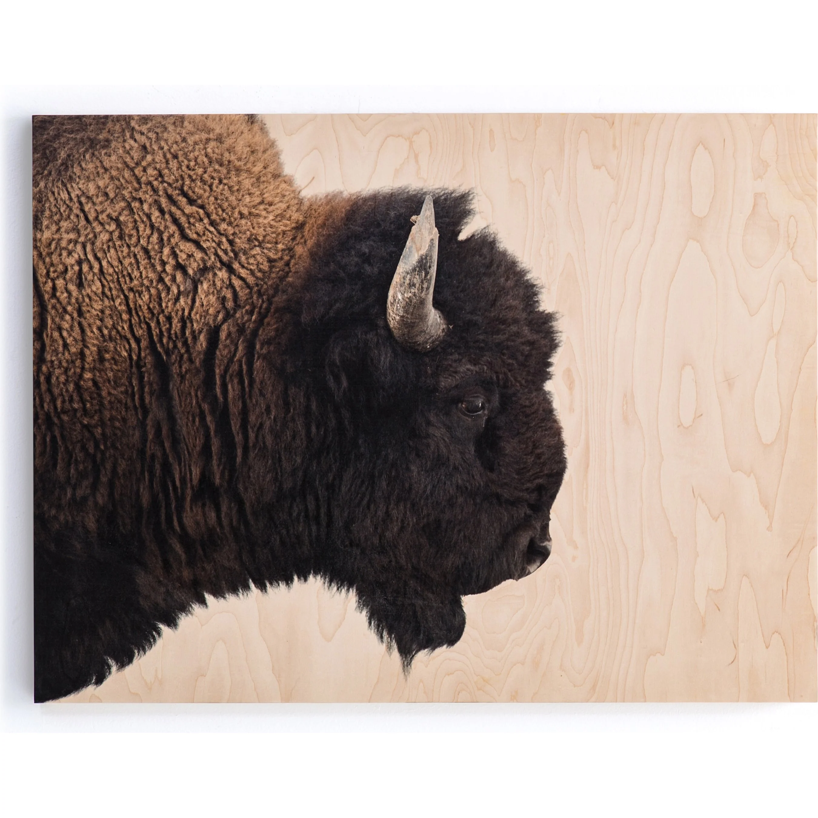 American Bison by Getty Images