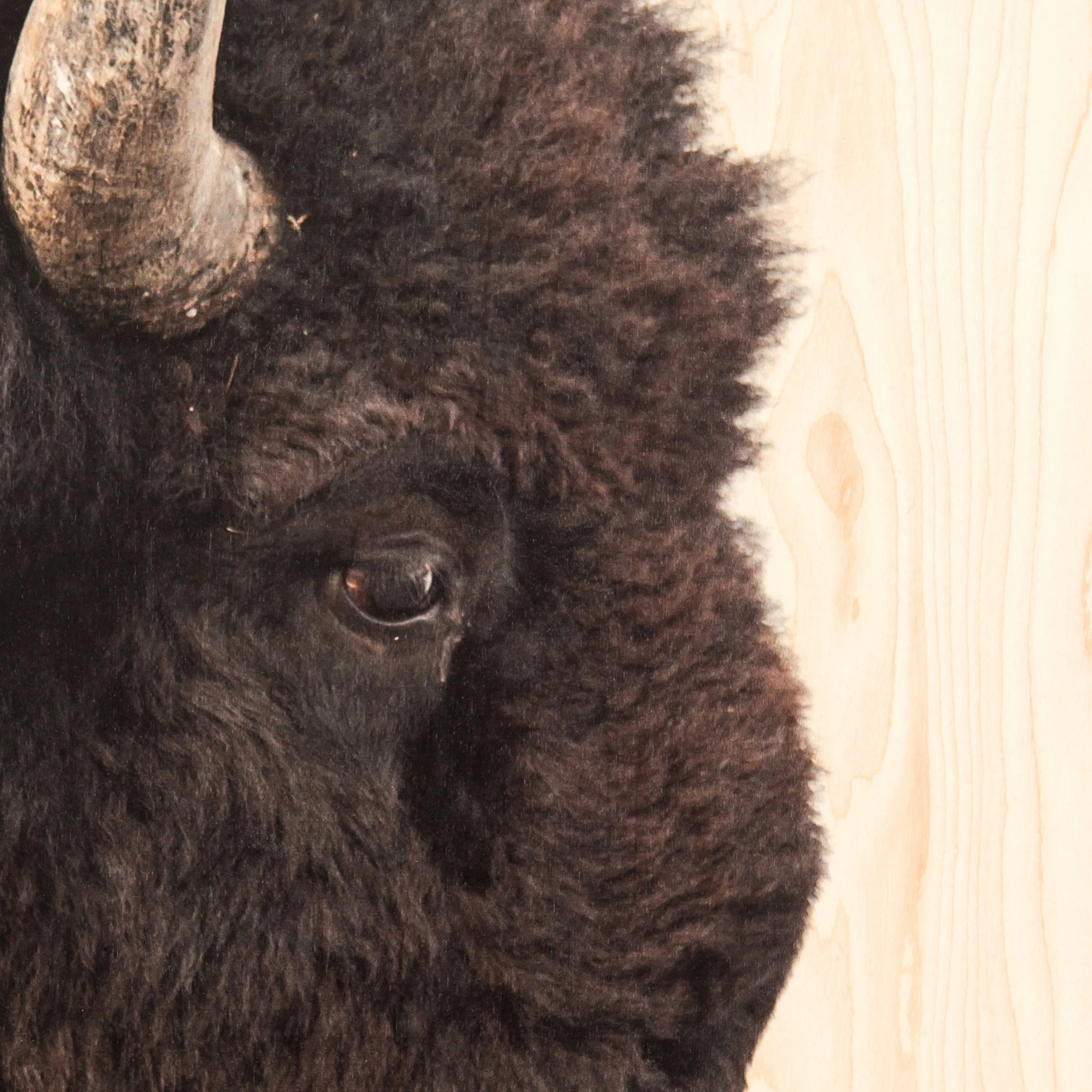 American Bison by Getty Images - Image 10
