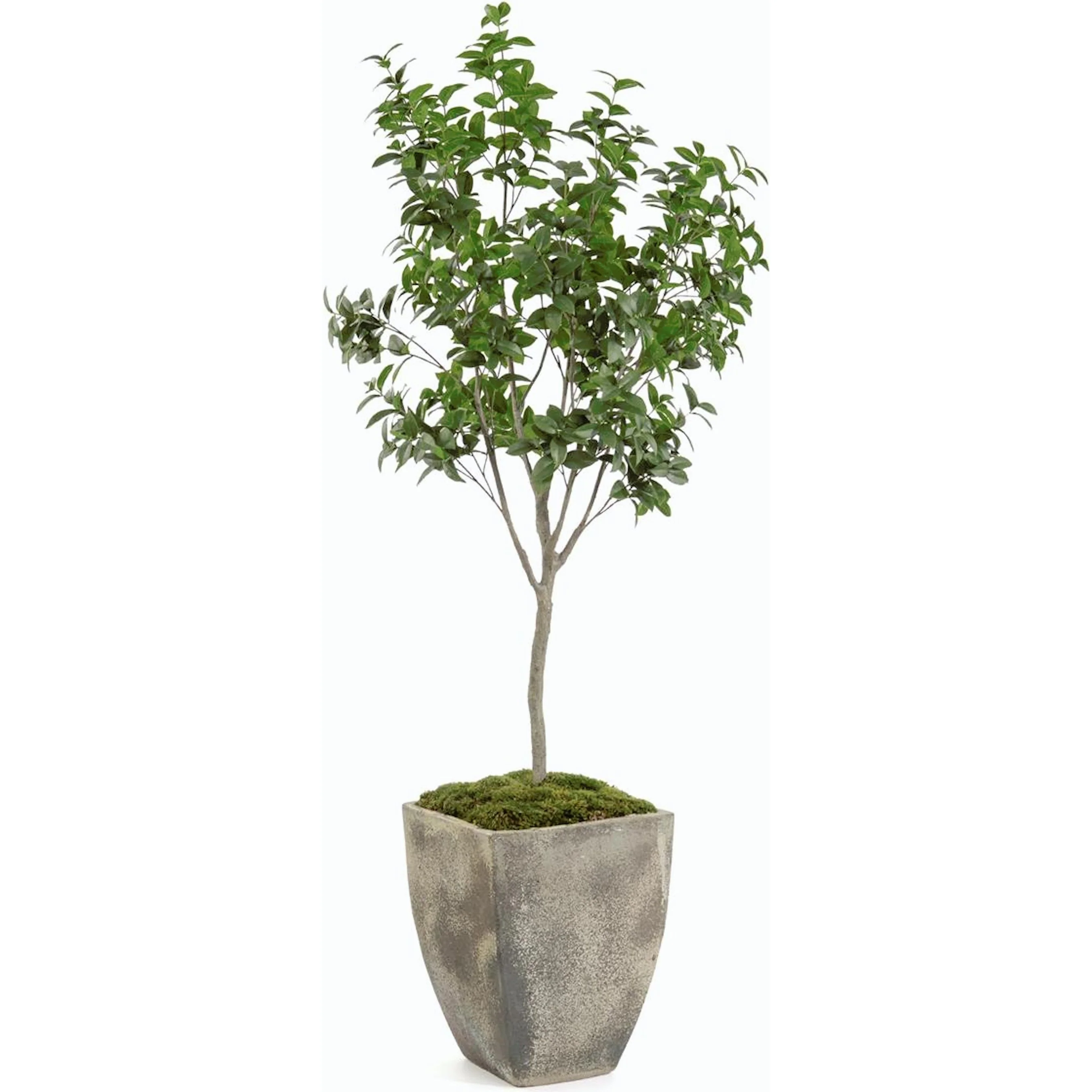 Bay Laurel Tree