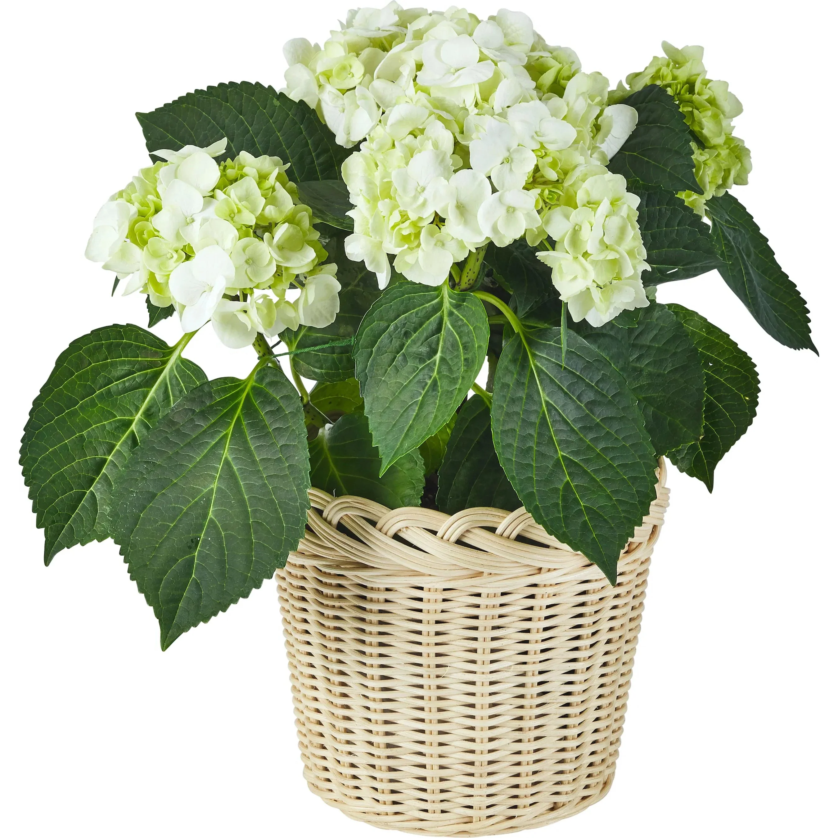 Braided Wicker Planter - Image 3