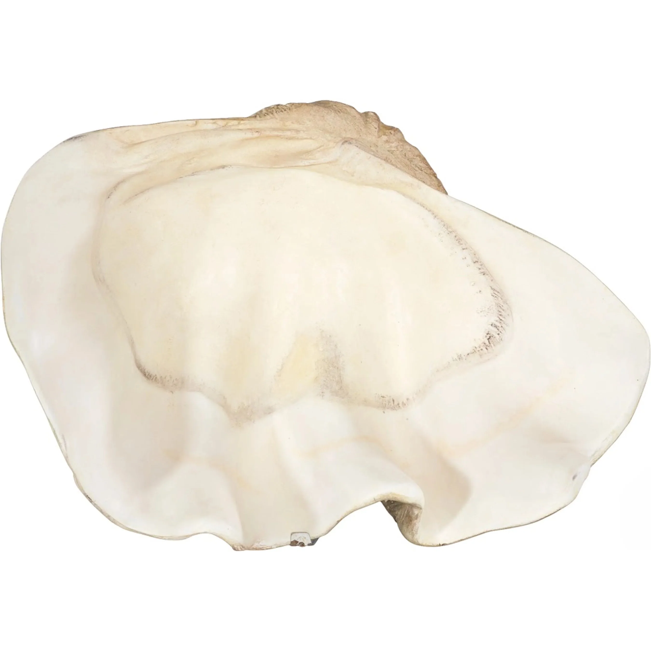 Cast Clam Shell Bowl Faux - Image 4