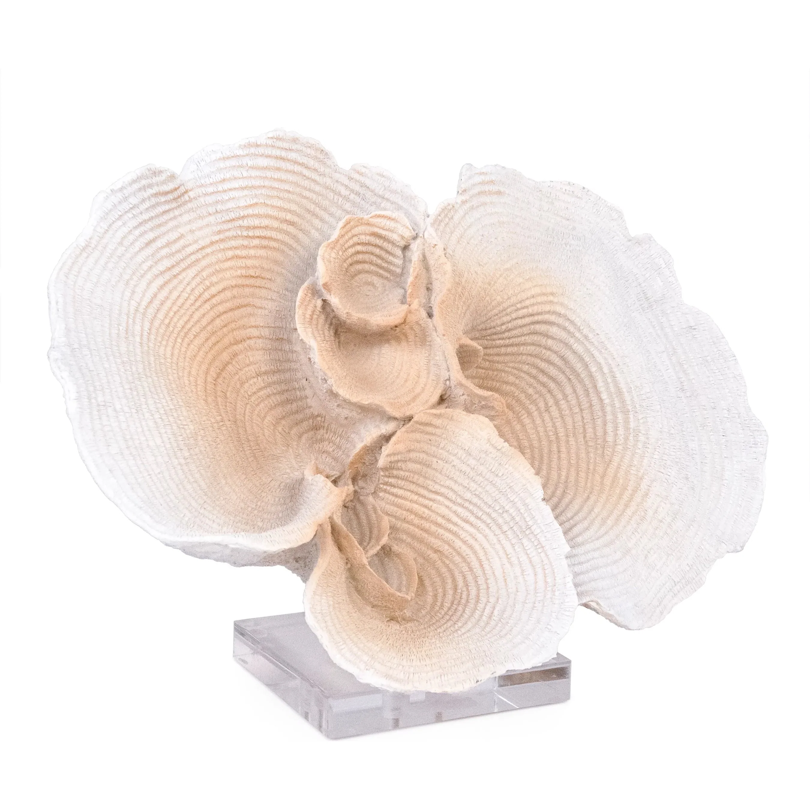 Coral on Acrylic Base