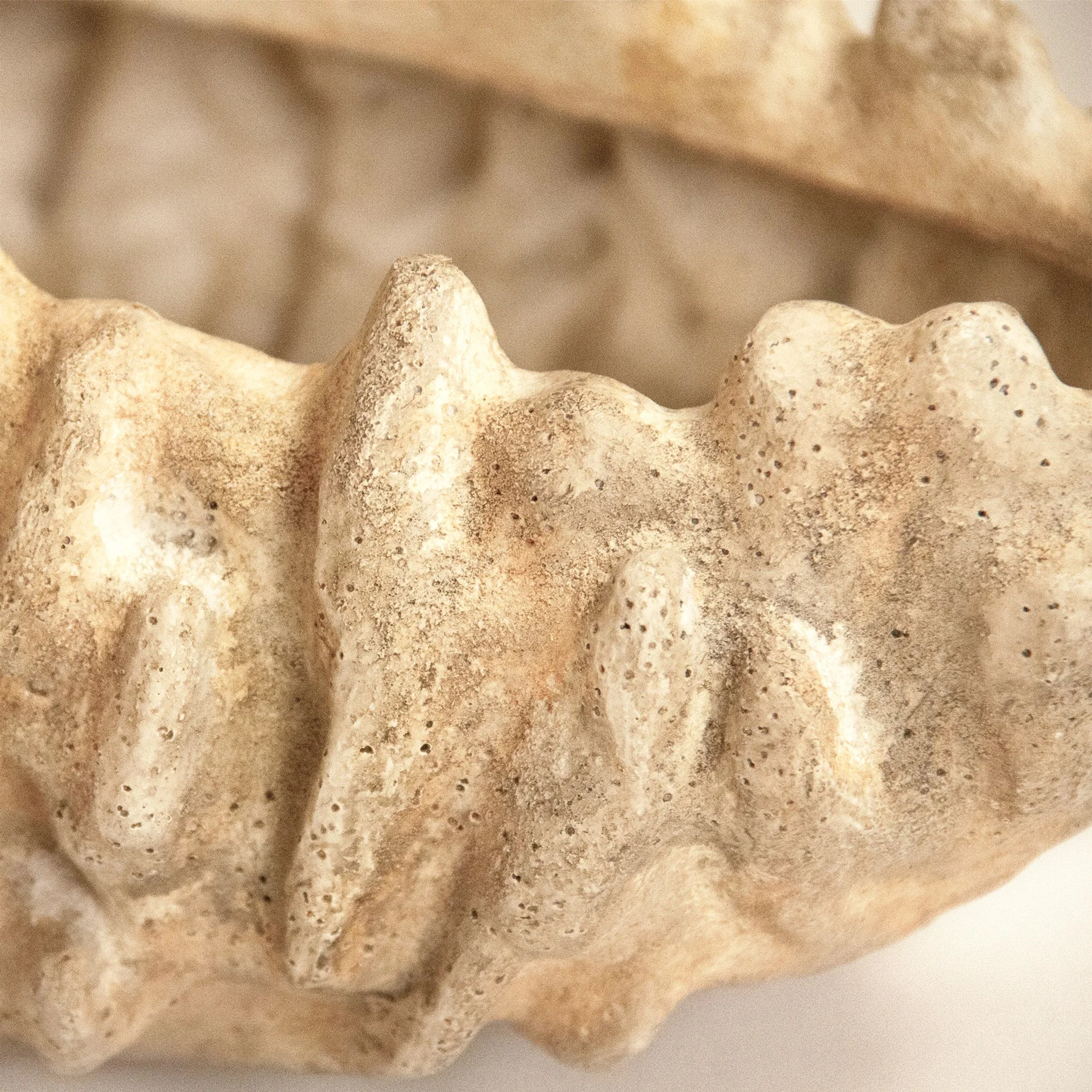 Coral Shell Bowl - Image 5