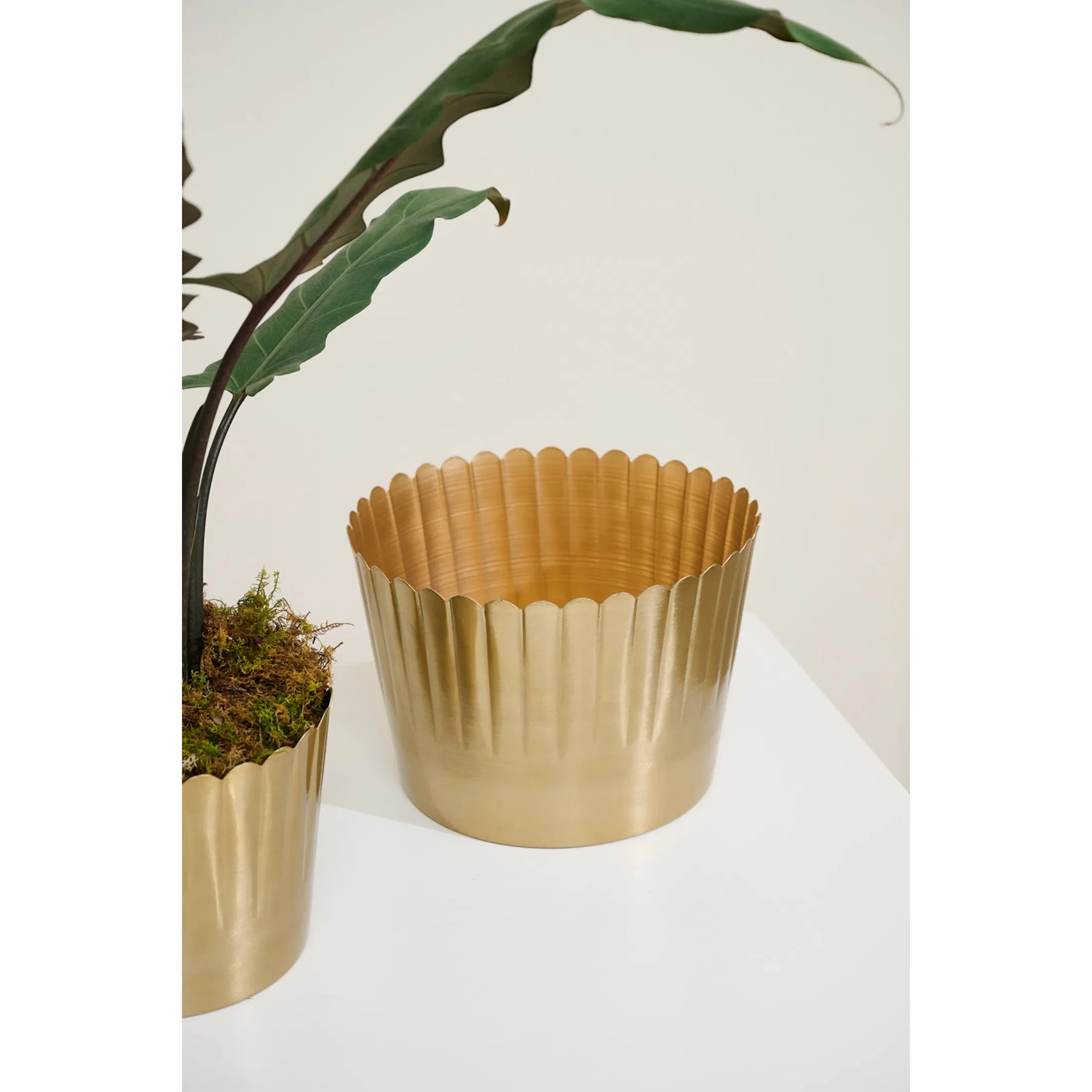 Delicata Pot - Image 2