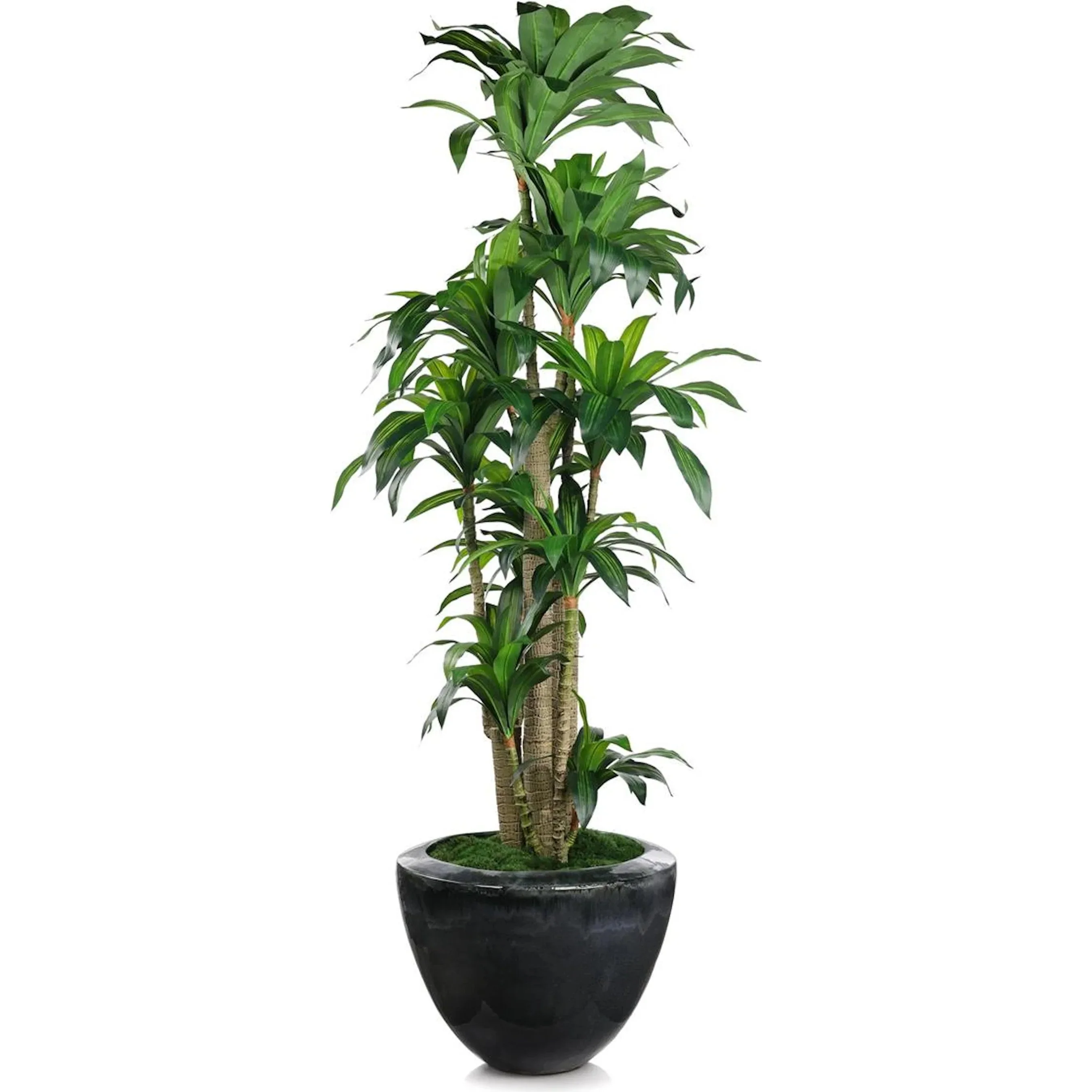 Dracaena Corn Tree