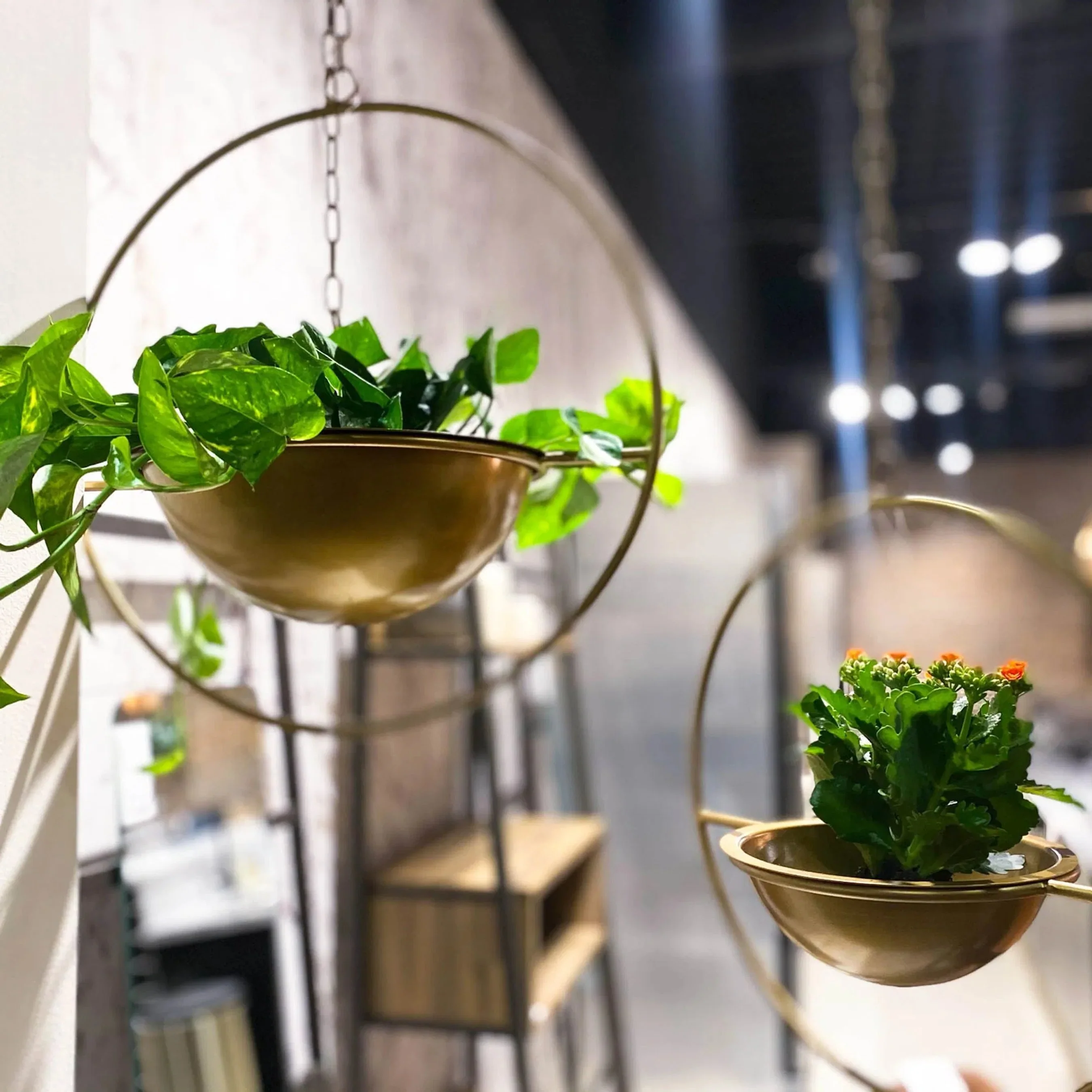 Earth Wind & Fire Hanging Pots - Image 6