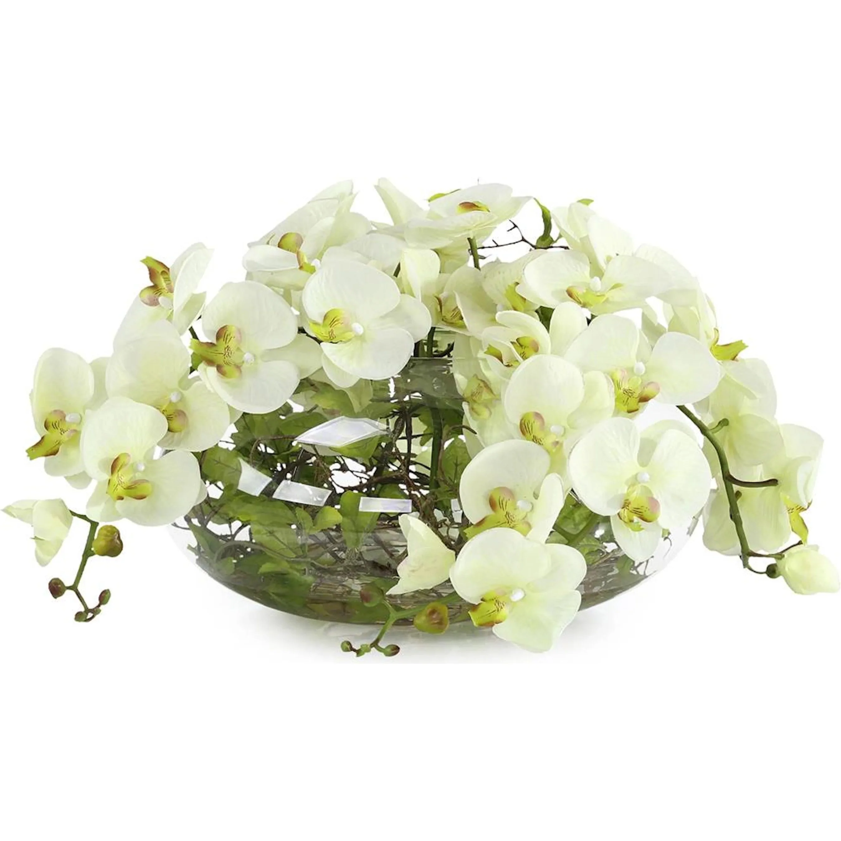 Enchanted Orchids