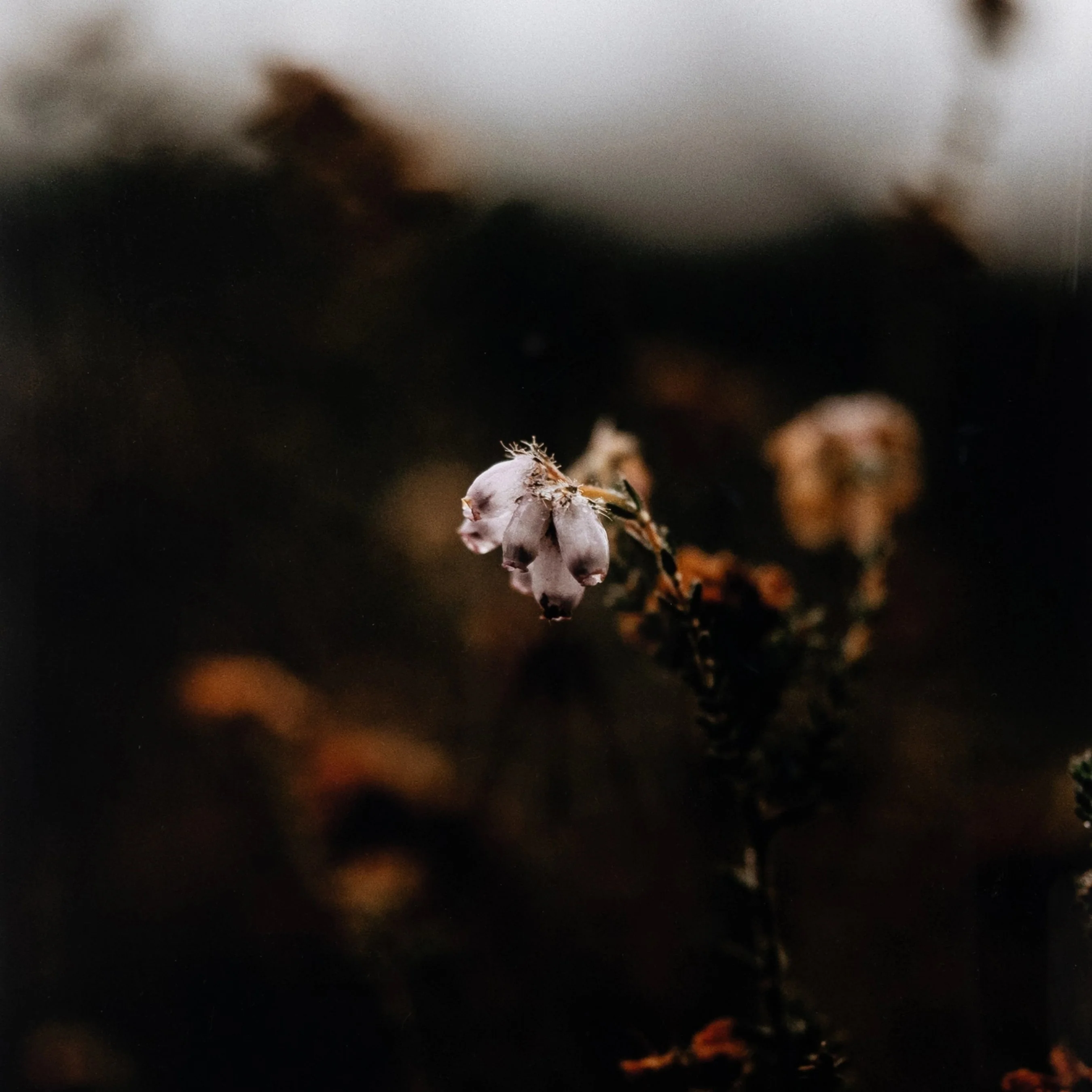 Escape II by Annie Spratt - Image 14