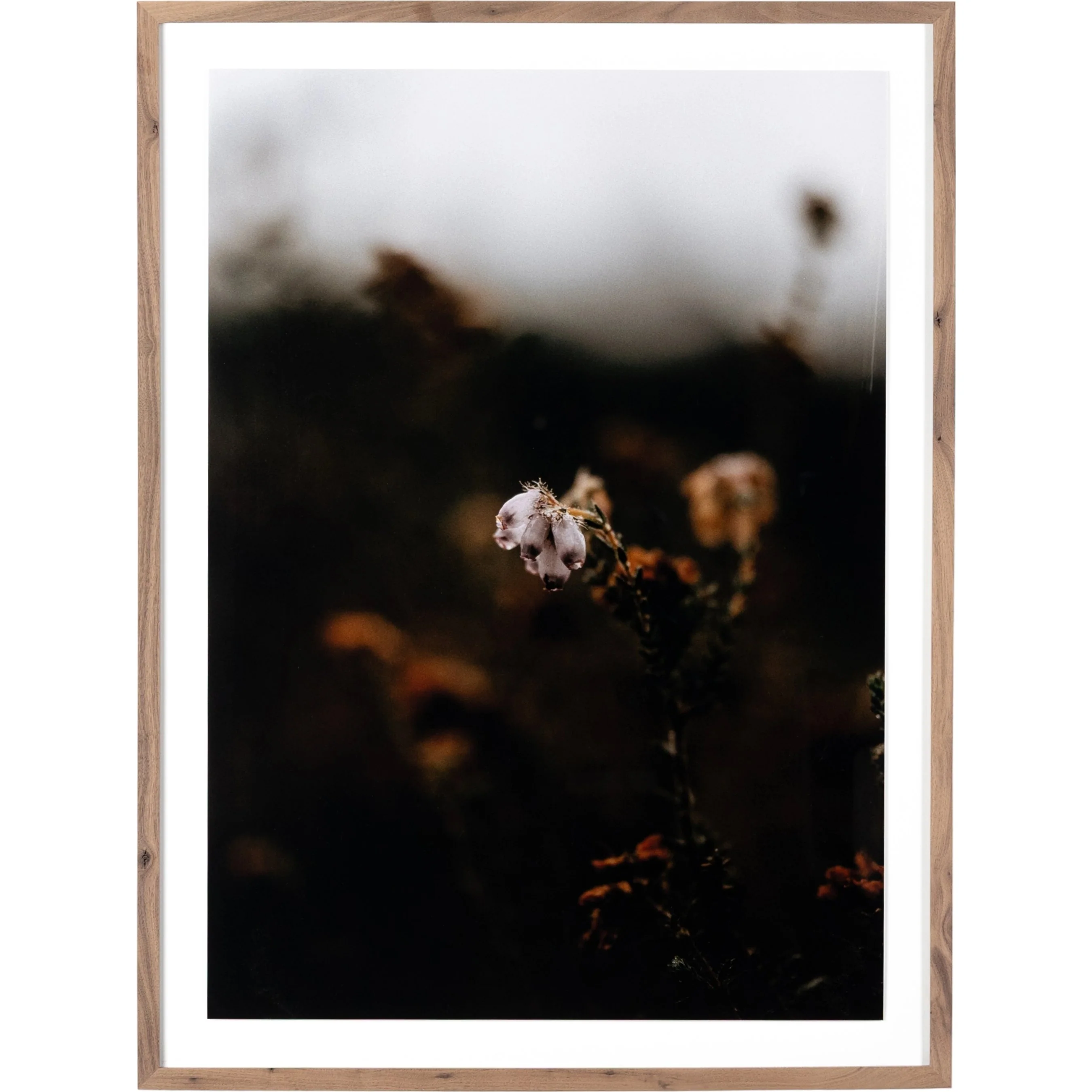 Escape II by Annie Spratt - Image 2