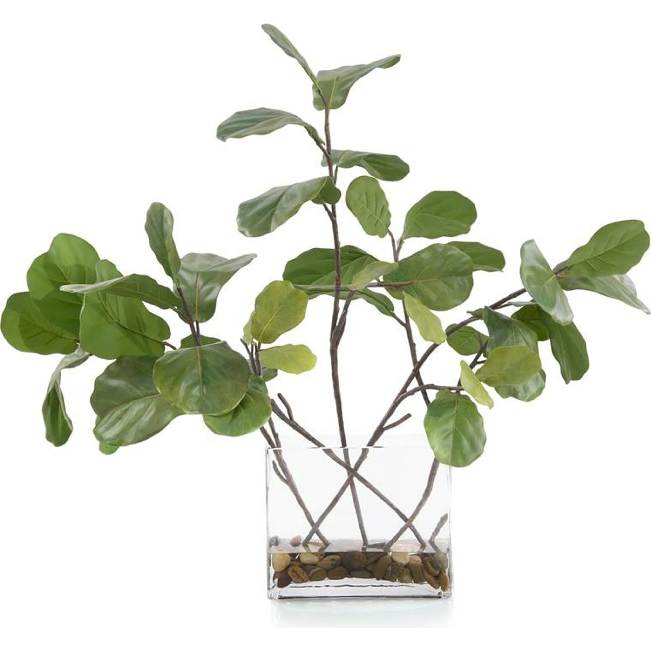 Garden Fig