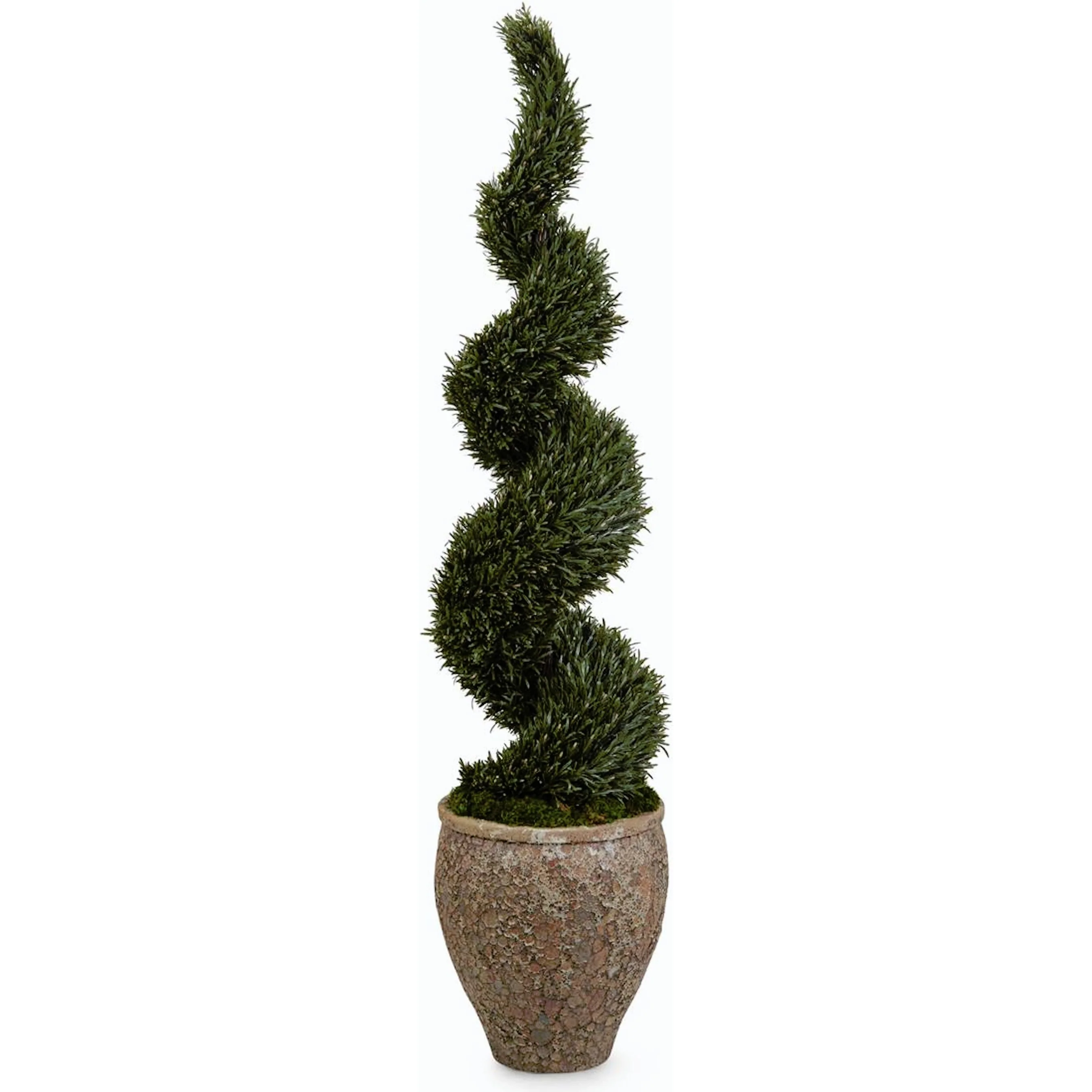 Garden Rosemary Spiral