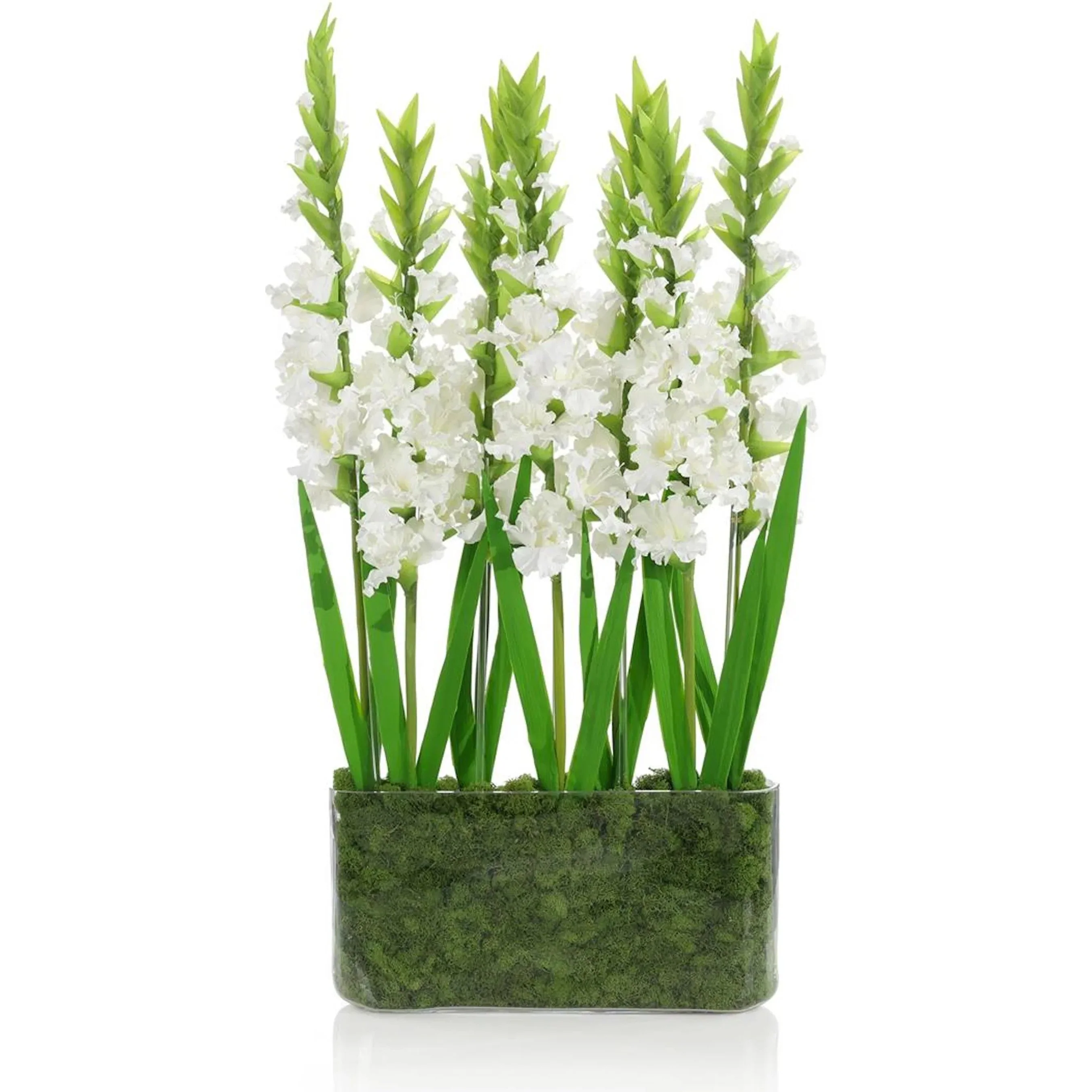 Gladiola Garden