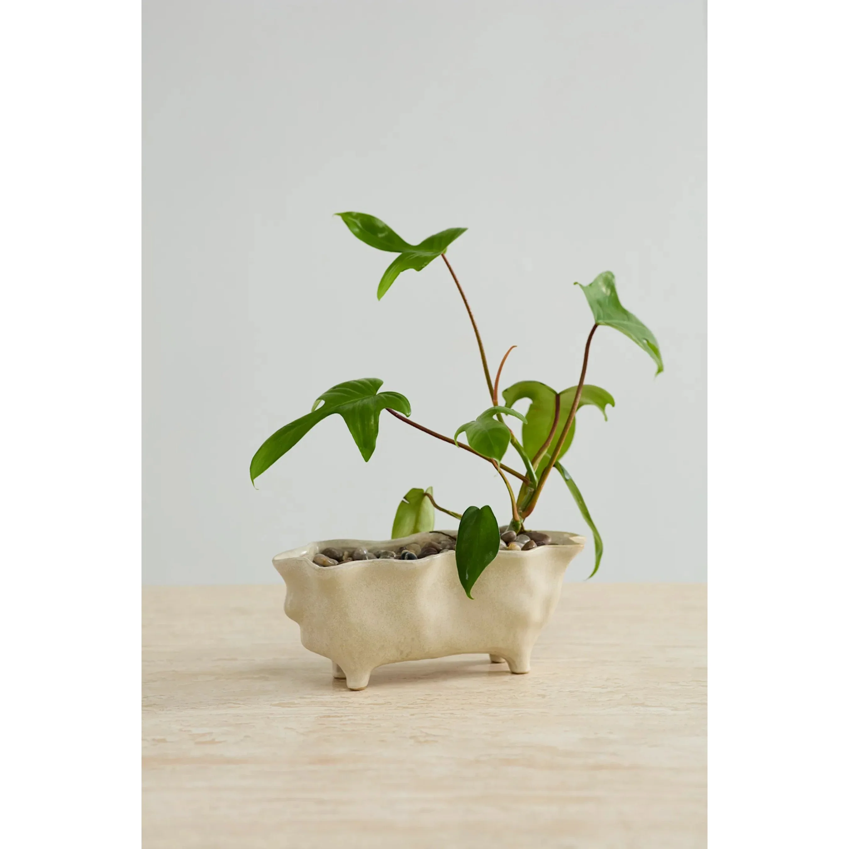 Glaslow Planter - Image 4
