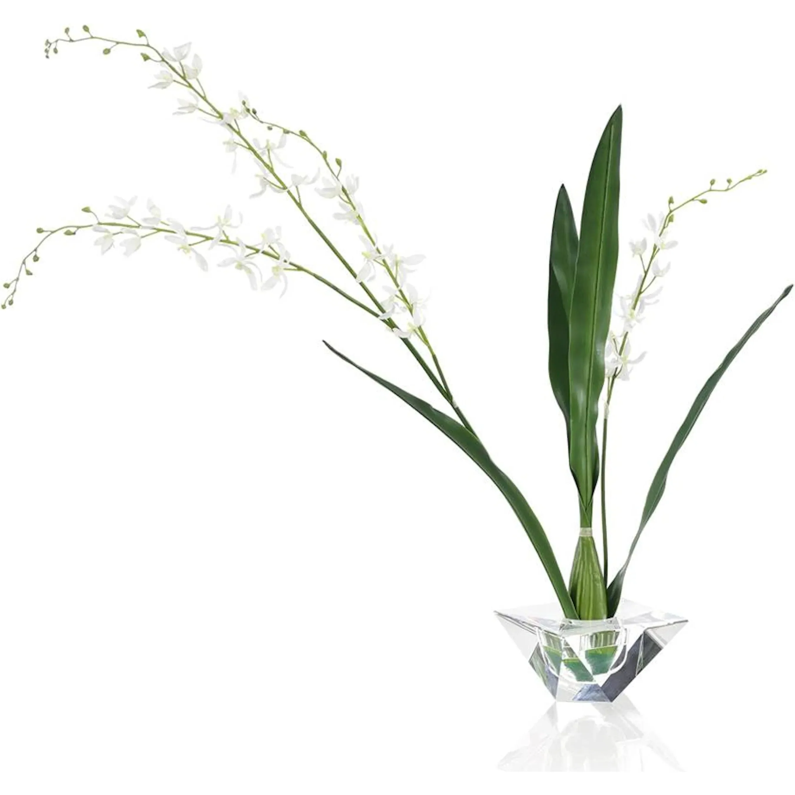 Graceful Cymbidium