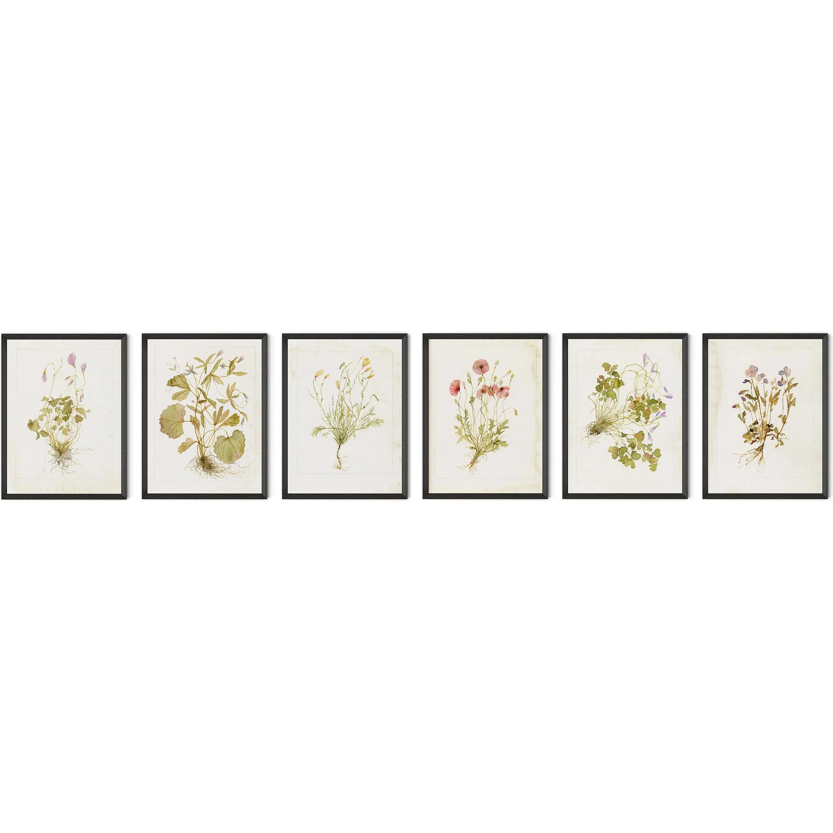 Herbarium Set by Laurel-Dawn Latshaw