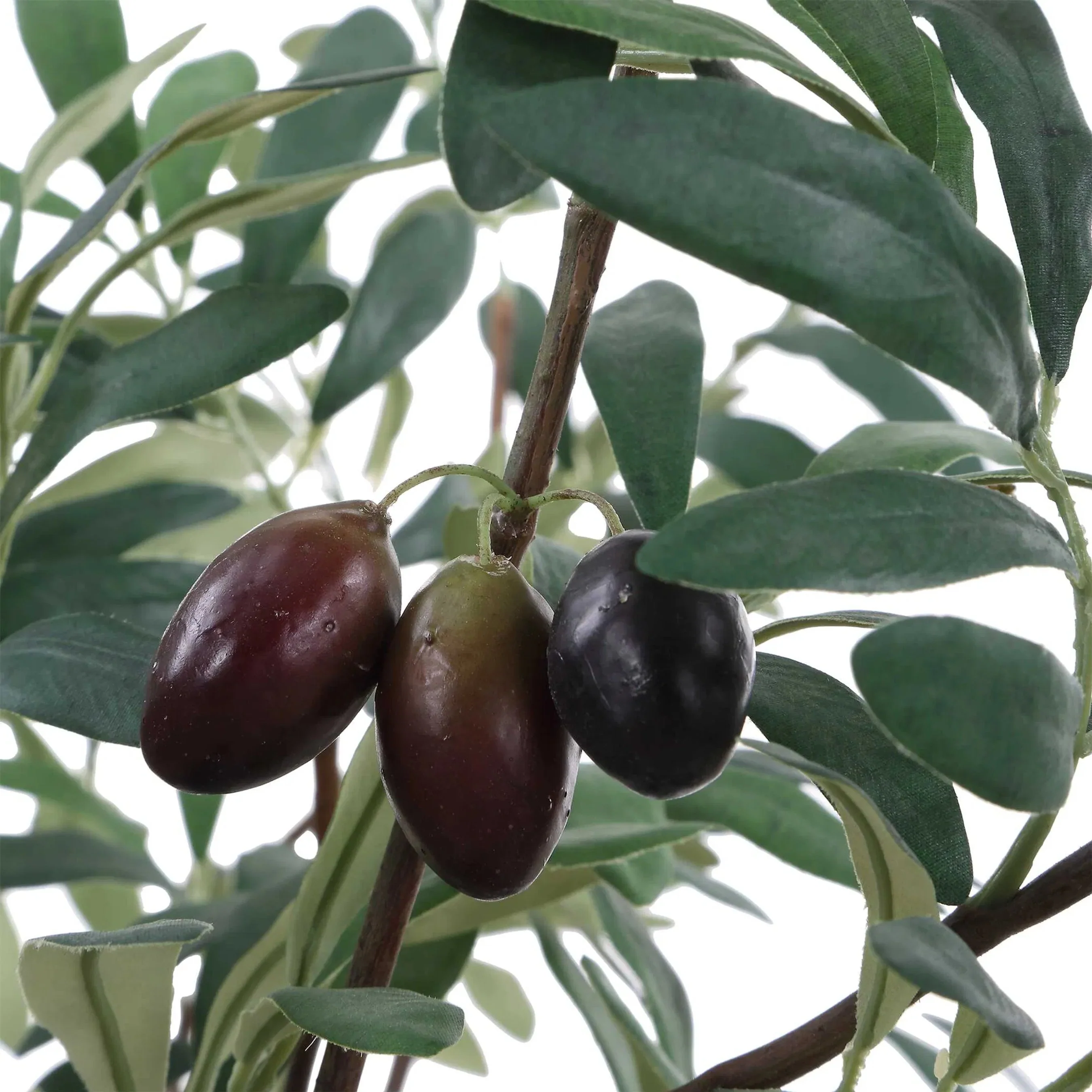 Marisol Potted Olive Plant - Image 2
