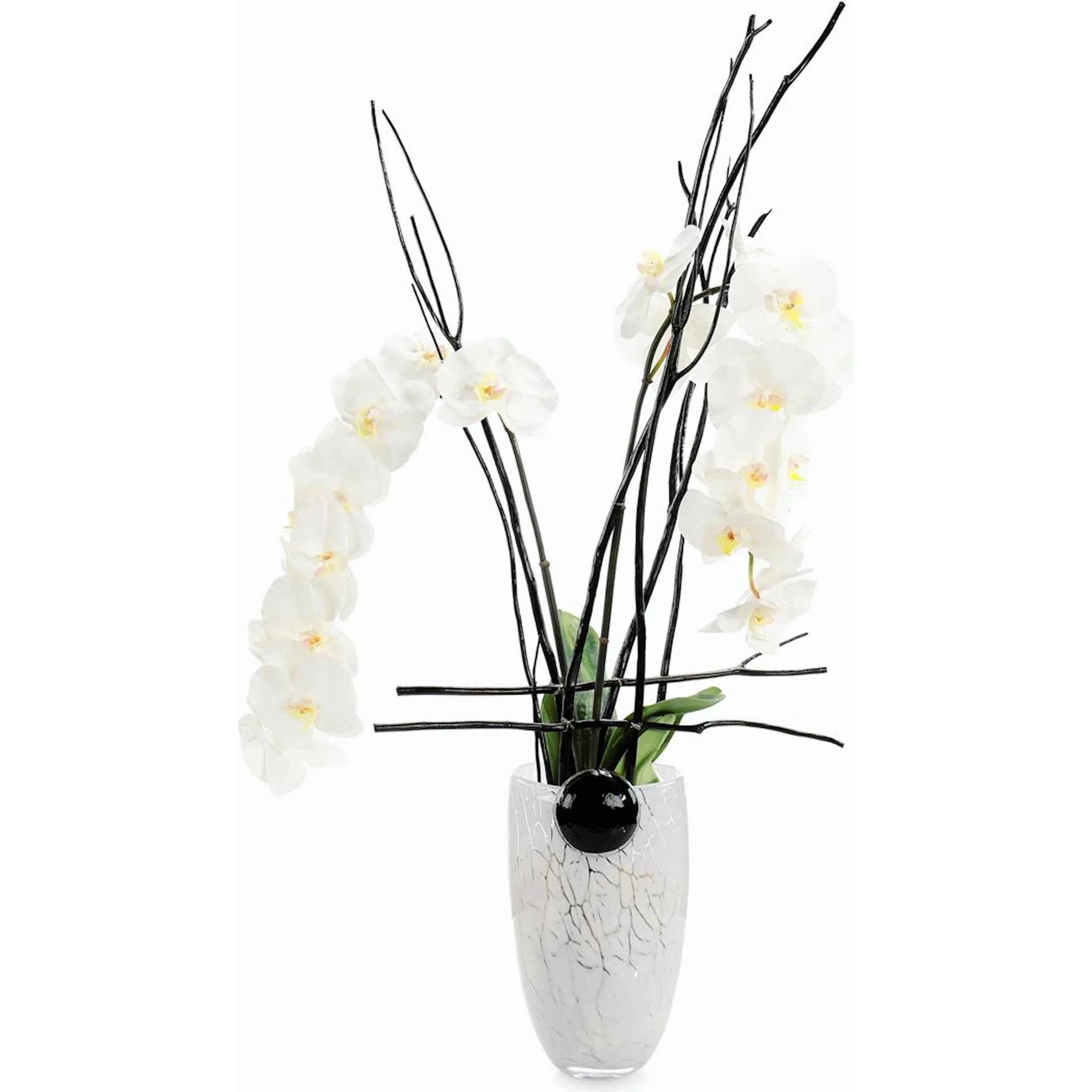 Midnight Phals I