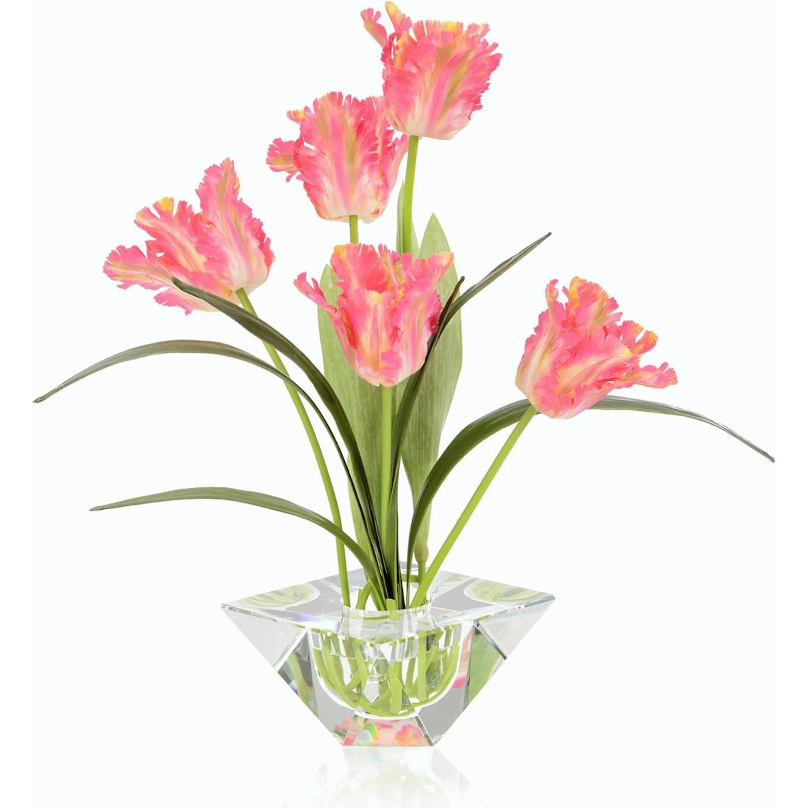Morning Tulips