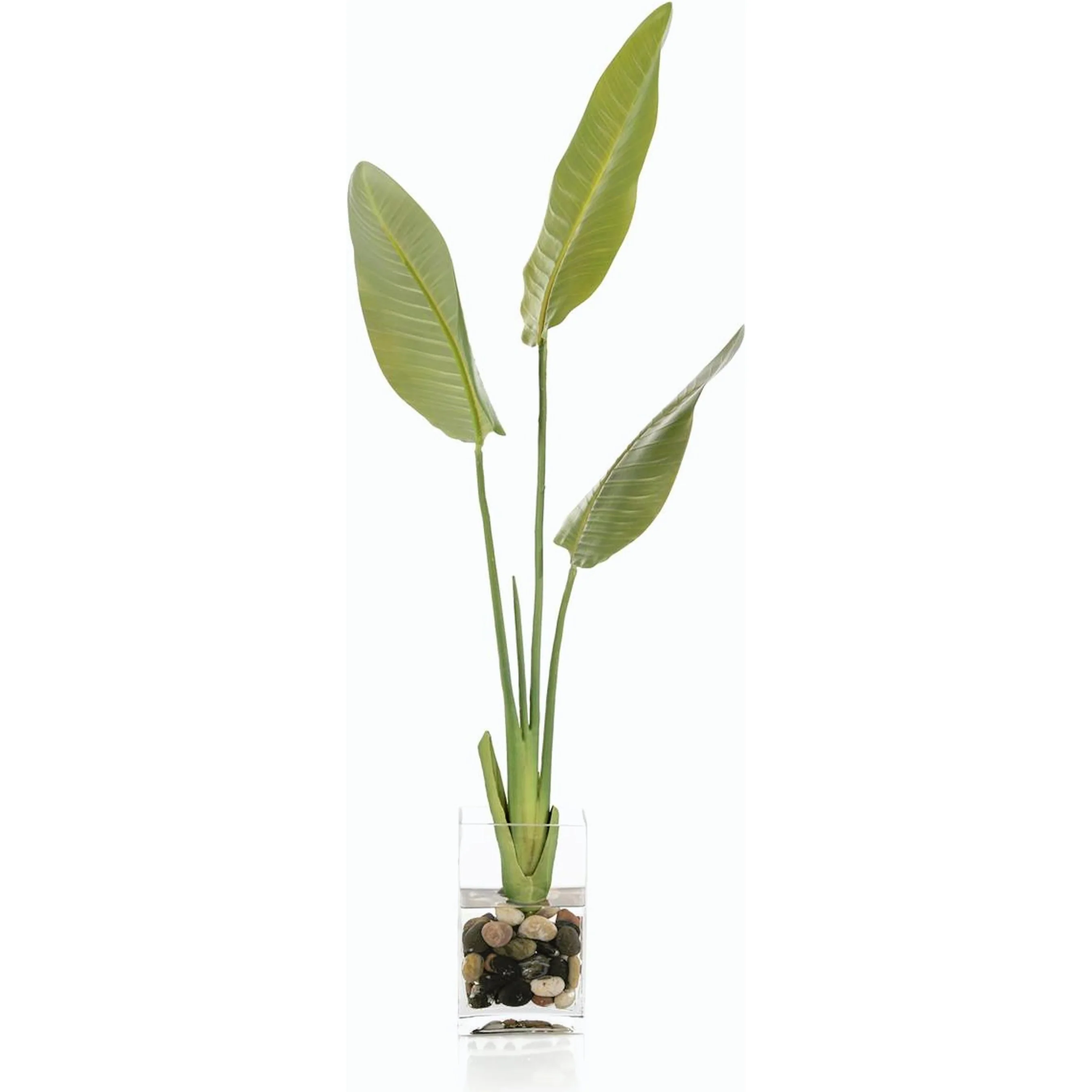 New Growth Bird Of Paradise