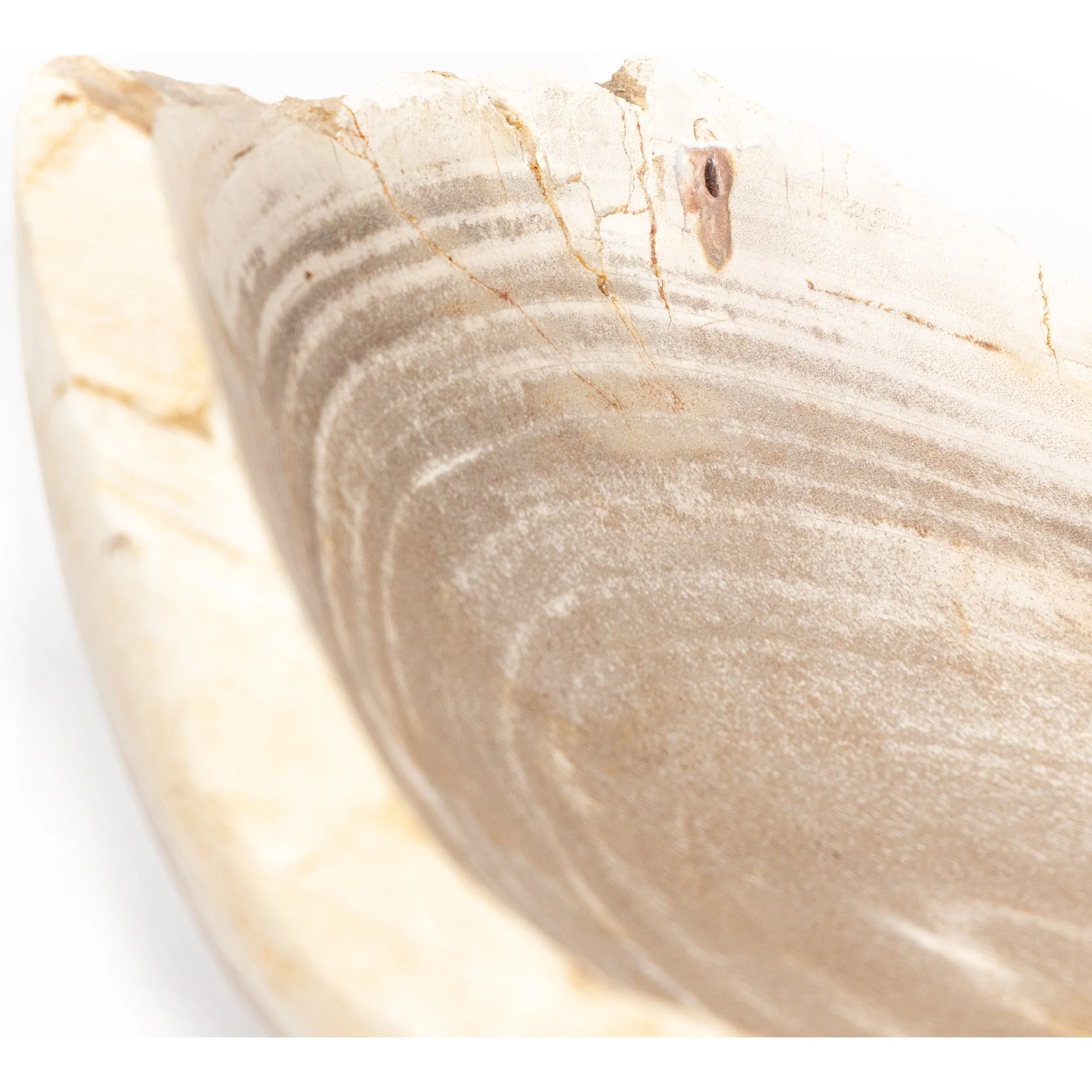 Oval Petrified Wood Bowl - Image 12