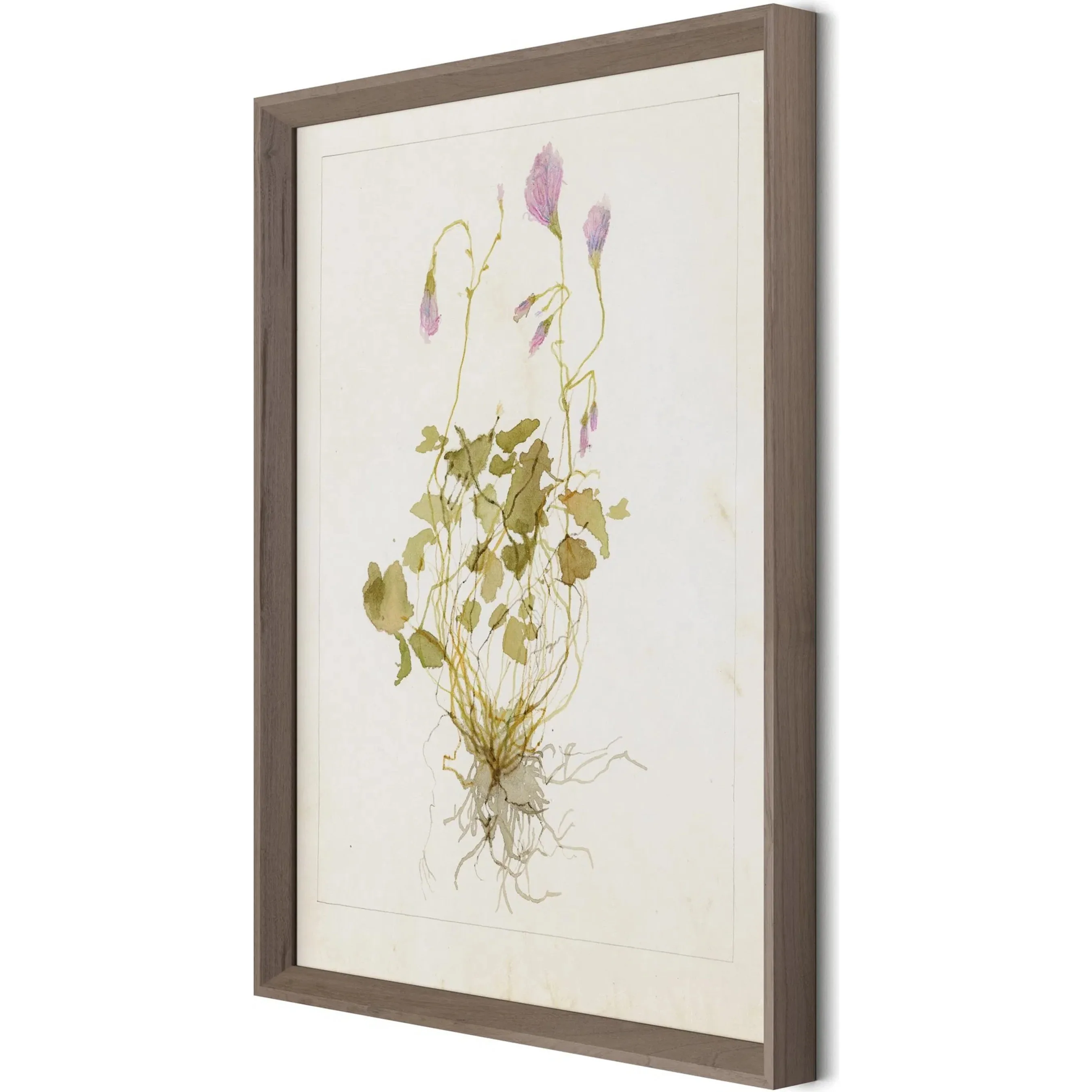 Oxalis Debilis No. 1 by Laurel-Dawn Latshaw - Image 6