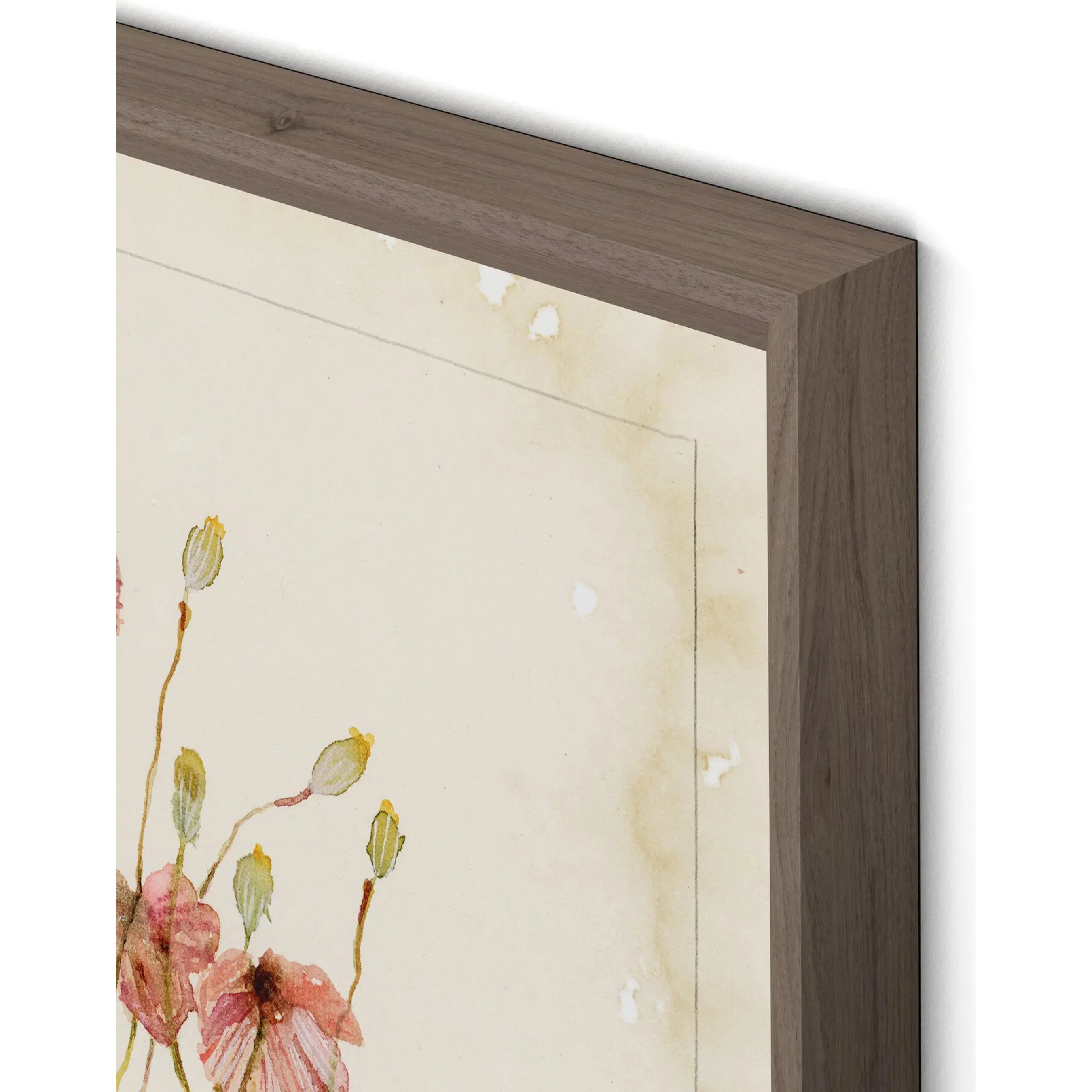 Papaveraceae No. 2 by Laurel-Dawn Latshaw - Image 8