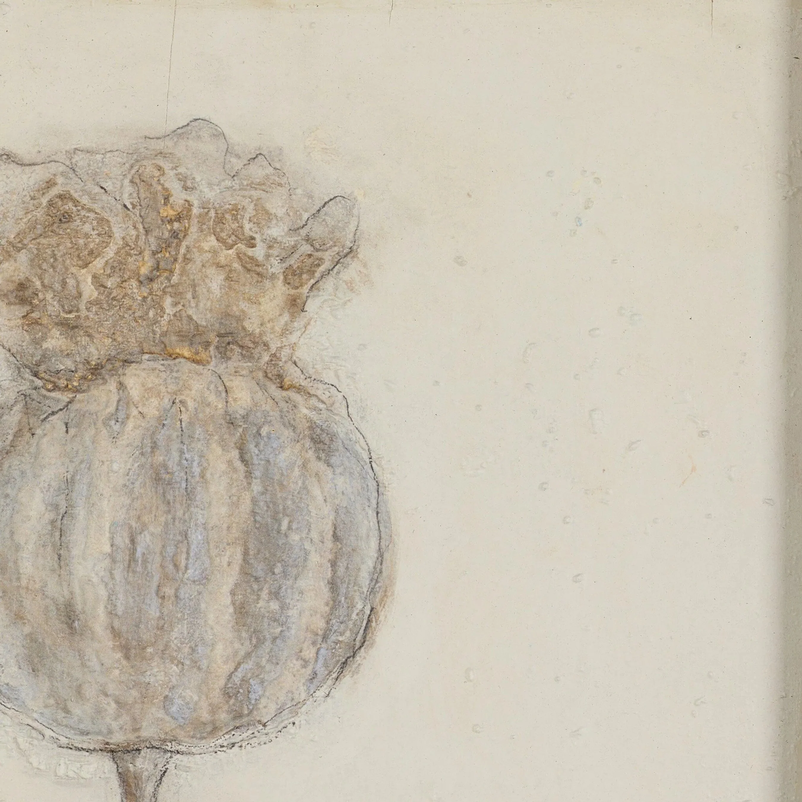 Poppy Crema by Paul Meyer - Image 4