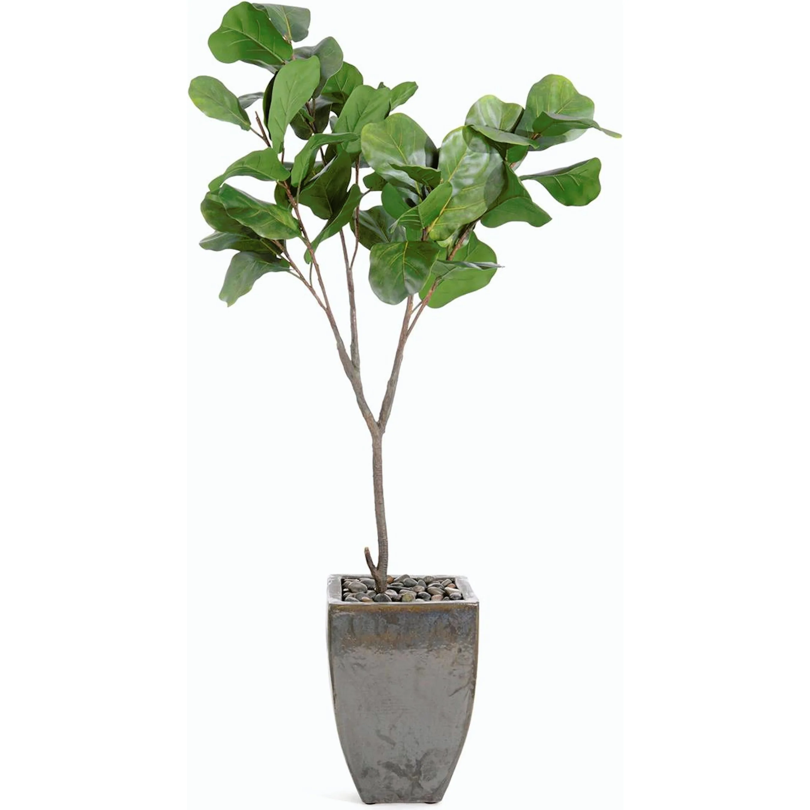 Rocky Fig Tree