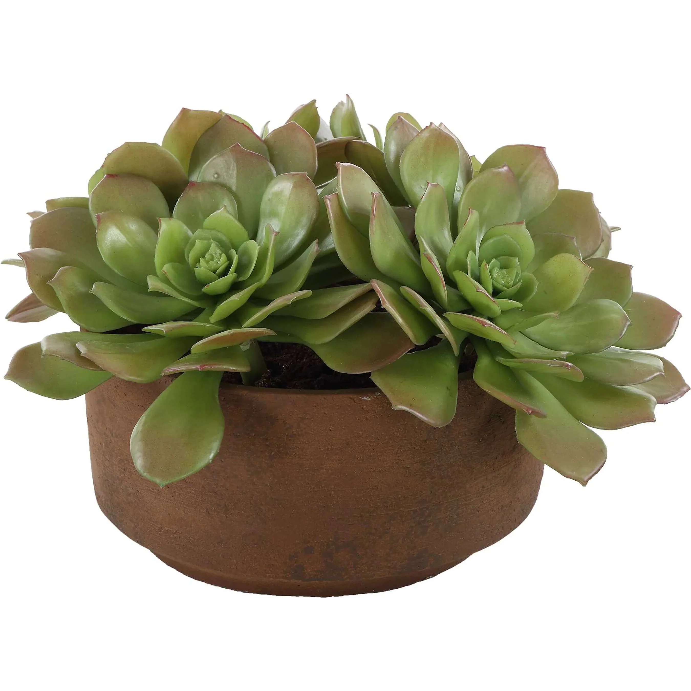 Sable Succulent Accent in Pot