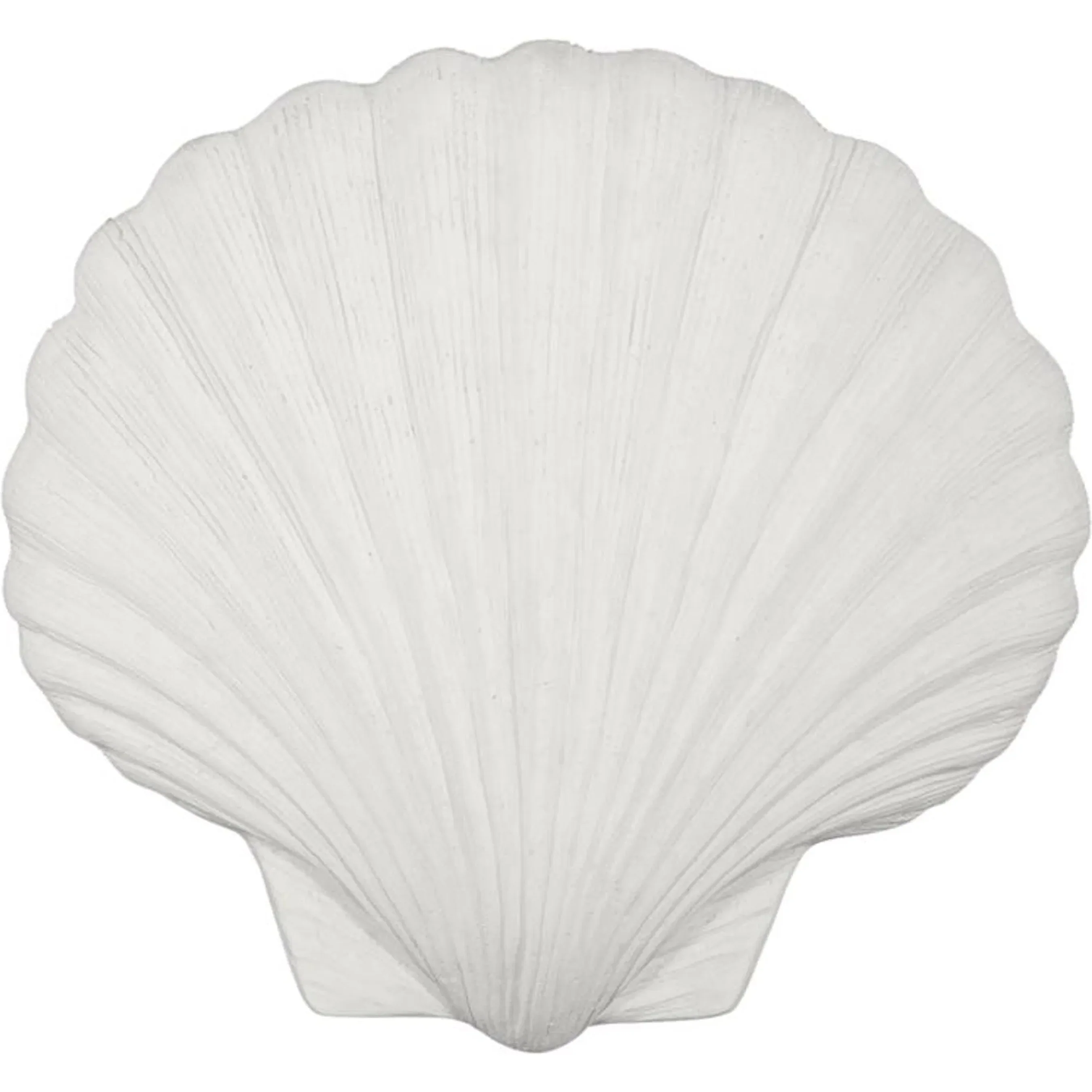 Sea Shell Wall Art