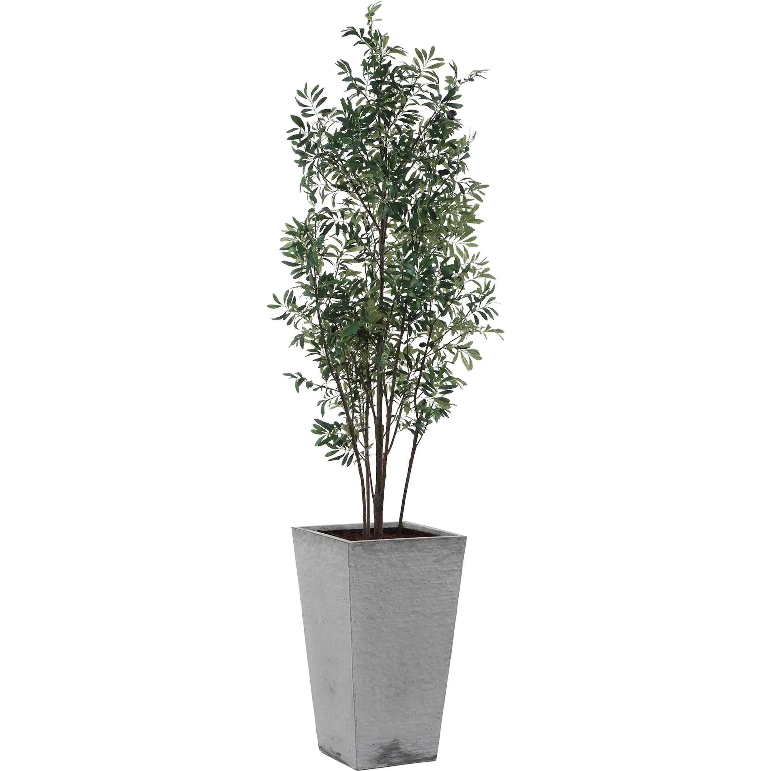 Sonora Olive Tree in Planter