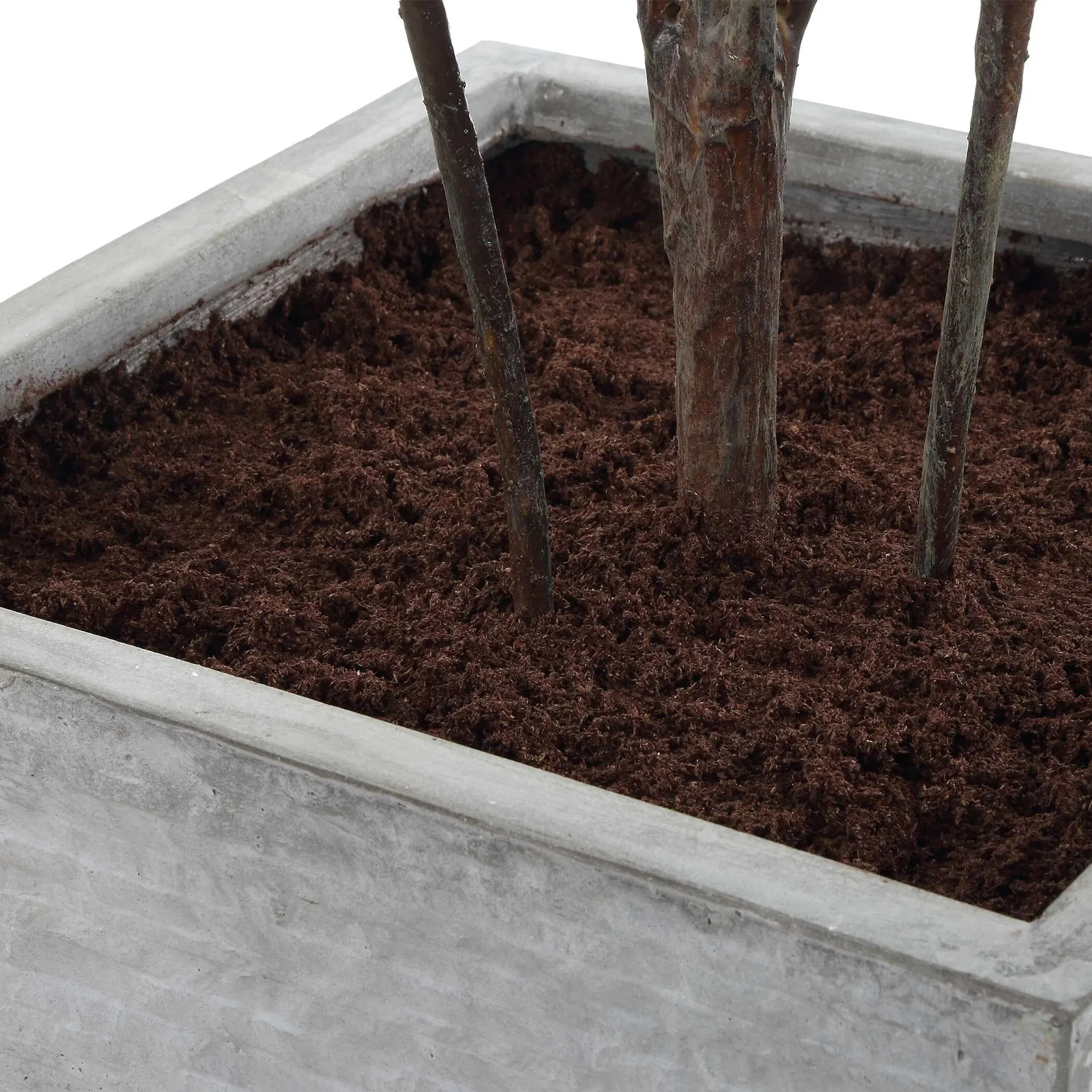 Sonora Olive Tree in Planter - Image 2