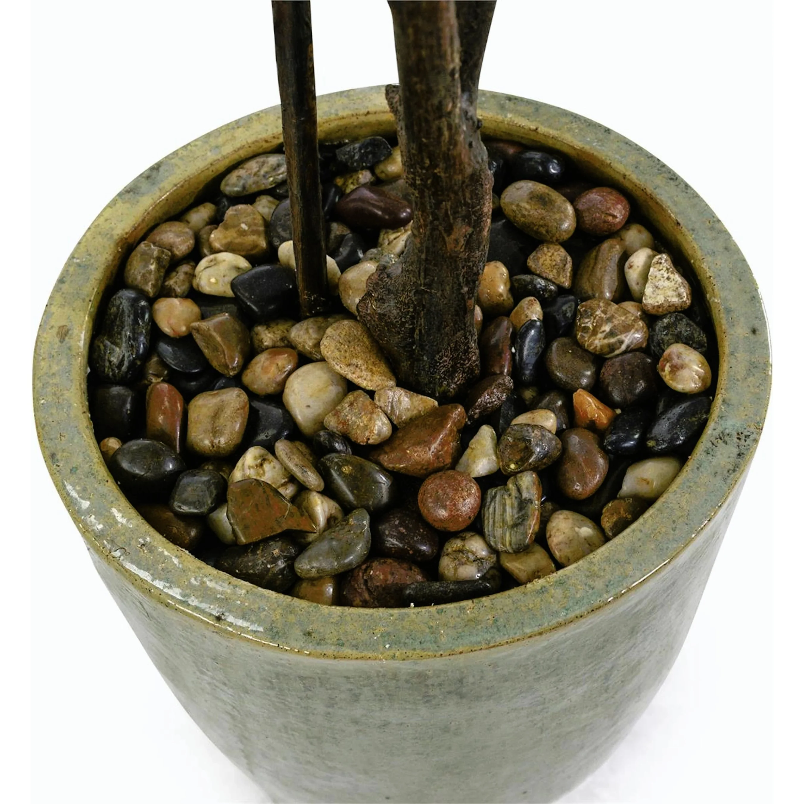 Tall & Slender Fiddle Leaf Fig - Image 2