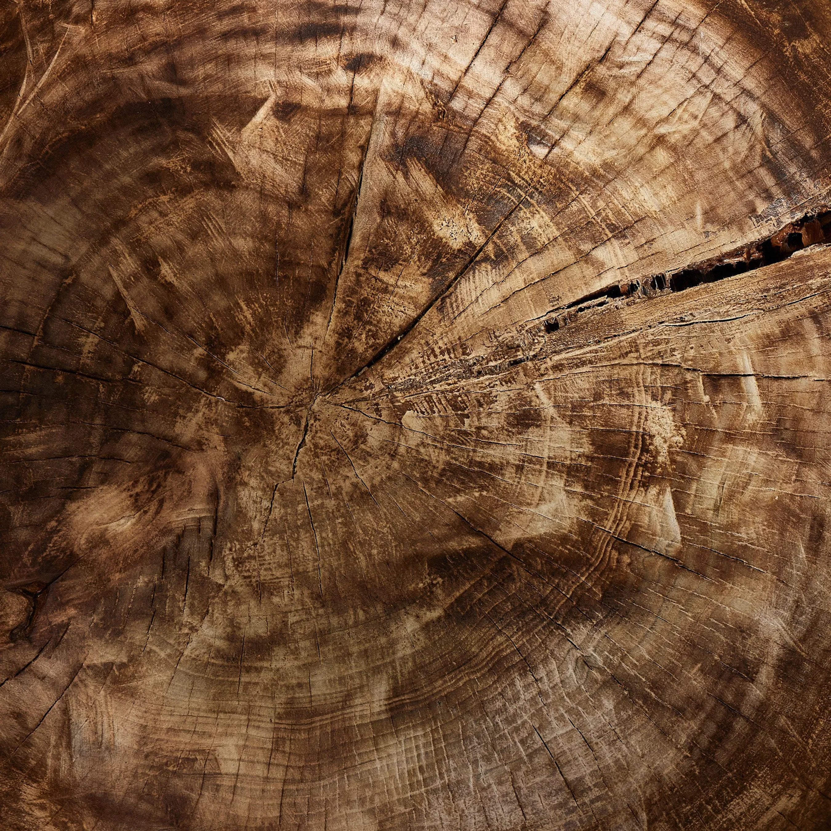 Tazia Bowl - Image 5