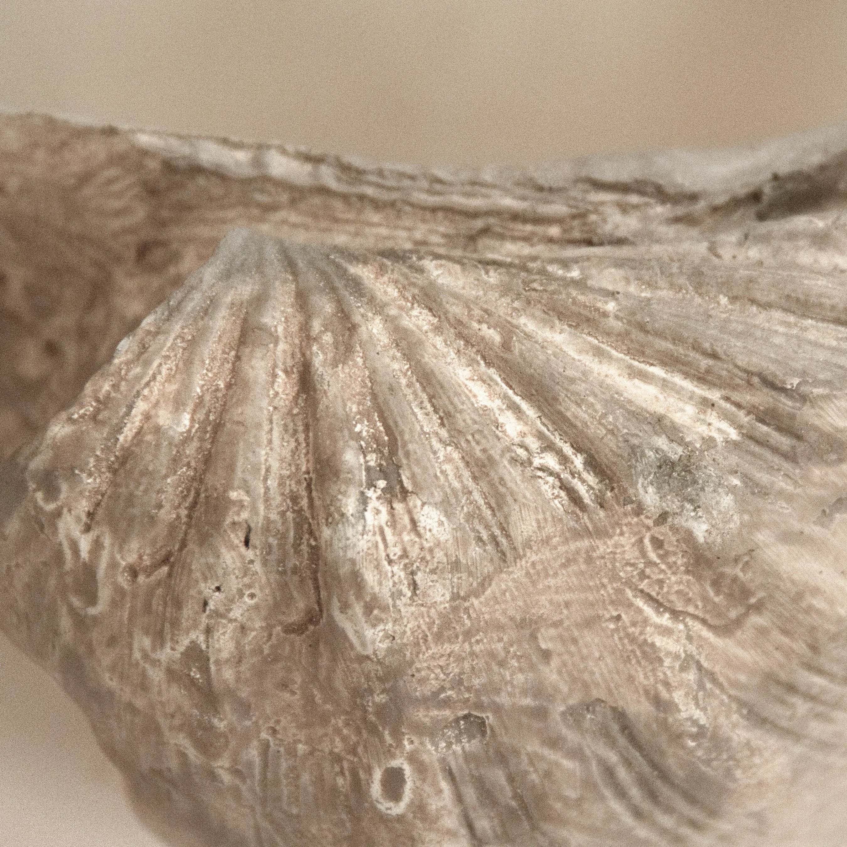 Tridacna Half Shell Bowl - Image 5