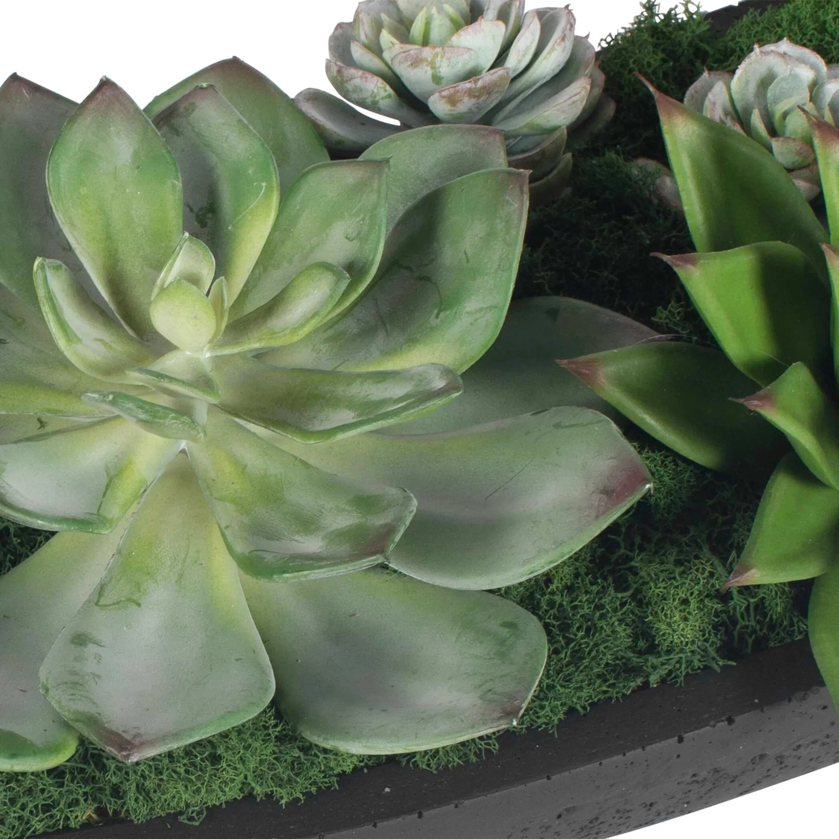 Verde Succulent Centerpiece in Bowl - Image 3
